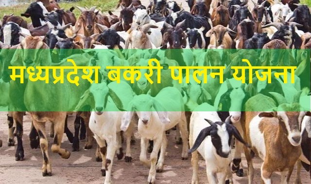 Bakri Palan Yojana MP