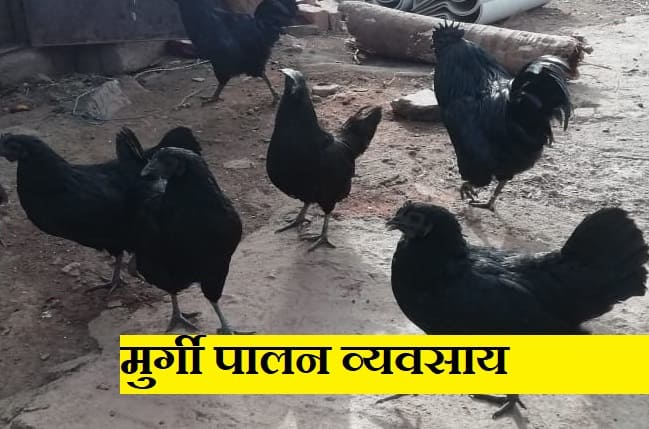 मुर्गी पालन व्यवसाय