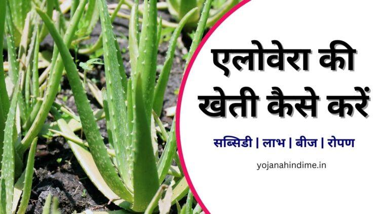 Aloe Vera Ki kheti: एलोवेरा की खेती कैसे करें